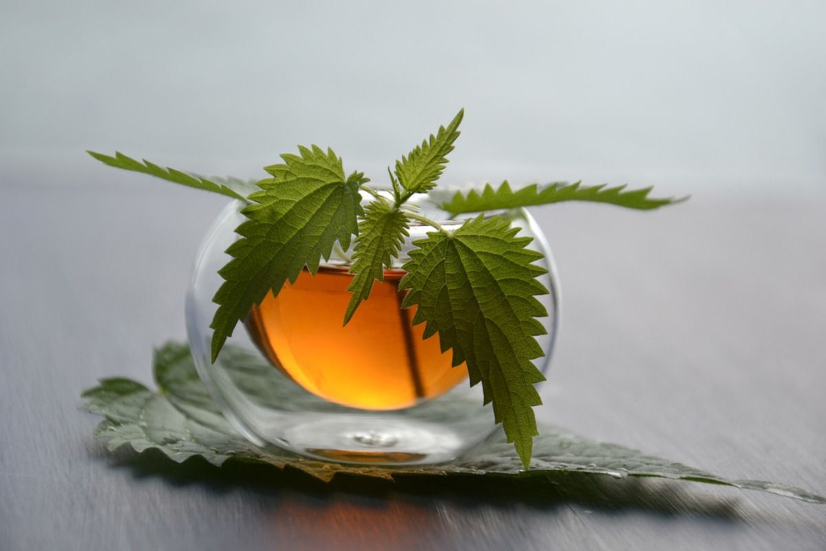 rosa de mosqueta infusion propiedades